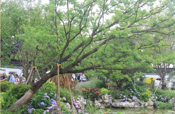 園林景觀樹(shù)木布置時(shí)需要注意哪些?