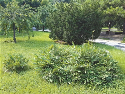 北京植物園花境中的觀賞草魅力究竟在哪里？