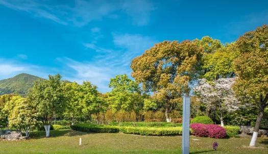 綠化工程選苗五大要訣，你知道嗎？