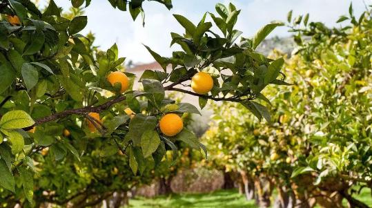 園林綠化提倡多樣性，未來這類苗木必將大火！