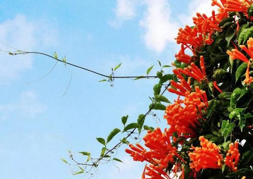 干貨到，園林綠化中抗風+耐鹽堿樹種推薦