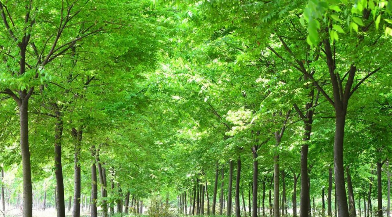 國(guó)家林草局：將指導(dǎo)督促各地在城市綠化過(guò)程中積極采用鄉(xiāng)土樹(shù)種草種