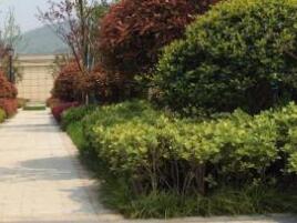 園林設(shè)計(jì)的原則一般有什么呢？