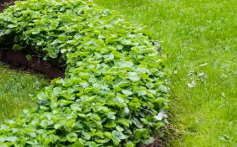 園林綠化時，植物配置的技巧有哪些呢？