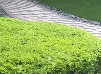 冬季灌木養(yǎng)護(hù)：分常綠 / 落葉，兼顧修剪與防寒